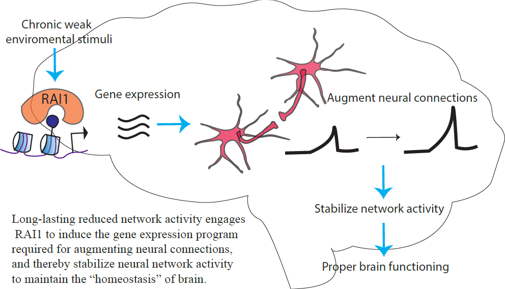 Long-lasting reduced network activity engages RAI1 to induce the gene expression program required for augmenting neural connections, and thereby stabilize the neural network activity to maintain the "homeostasis" of the brain.