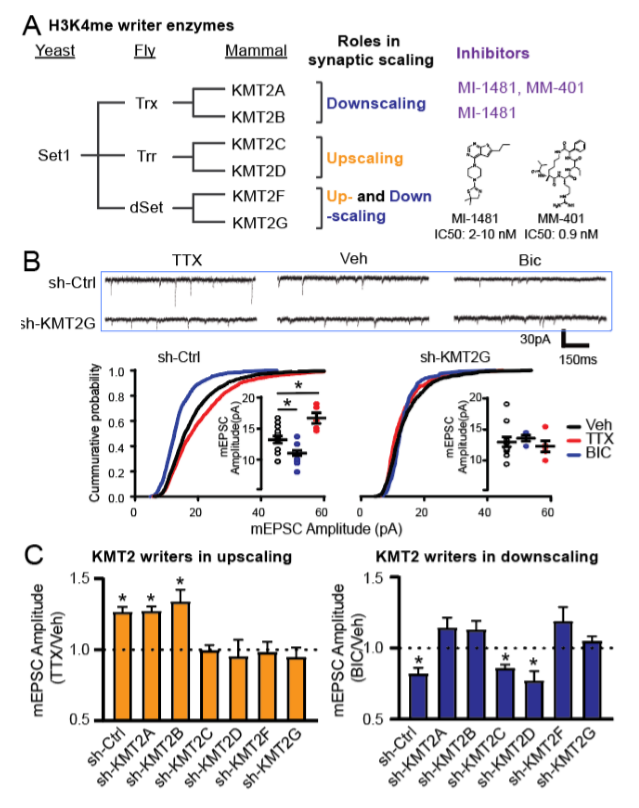 Figure 1: Division of labor among H3K4me writers in synaptic scaling. (A) Relationships among KMT2 family H3K4me writers. (B) Representative mEPSC recordings and mEPSC amplitude cumulative probability distributions from sh-Ctrl and KMT2G knockdown neurons, revealing requirement for KMT2G in up- and down-scaling. Inset, average mEPSC amplitude in individual neurons in each condition following indicated treatments; * p < 0.05 vs Veh, Fisher LSD. (C) Normalized mean (±SEM) mEPSC amplitude (Treatment/Veh) following 24 hr TTX (left) or Bic (Right) treatment in each KMT2 knockdown condition; * p<0.05 TTX/Bic vs Veh, Fisher LSD. Ratio > 1 indicates upscaling, < 1 indicates downscaling.
