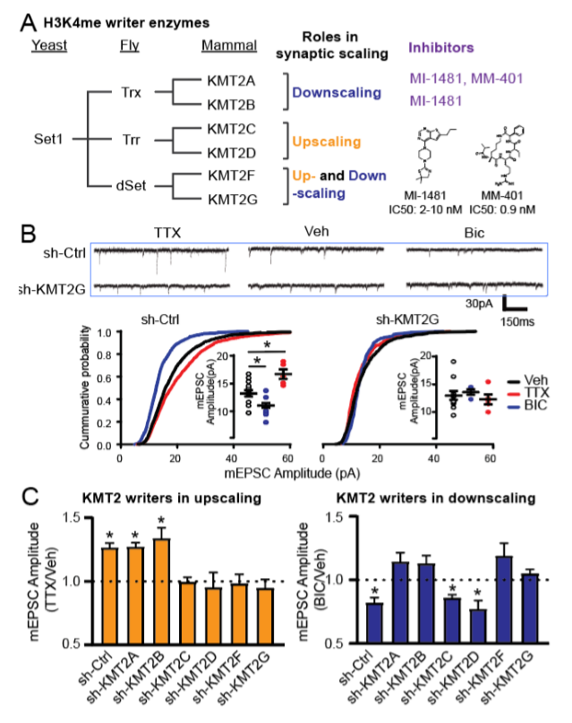 Figure 1: Division of labor among H3K4me writers in synaptic scaling.  (A) Relationships among KMT2 family H3K4me writers. (B) Representative mEPSC recordings and mEPSC amplitude cumulative probability distributions from sh-Ctrl and KMT2G knockdown neurons, revealing requirement for KMT2G in up- and down-scaling. Inset, average mEPSC amplitude in individual neurons in each condition following indicated treatments; * p < 0.05 vs Veh, Fisher LSD. (C) Normalized mean (±SEM) mEPSC amplitude (Treatment/Veh) following 24 hr TTX (left) or Bic (Right) treatment in each KMT2 knockdown condition; * p<0.05 TTX/Bic vs Veh, Fisher LSD. Ratio > 1 indicates upscaling, < 1 indicates downscaling. 