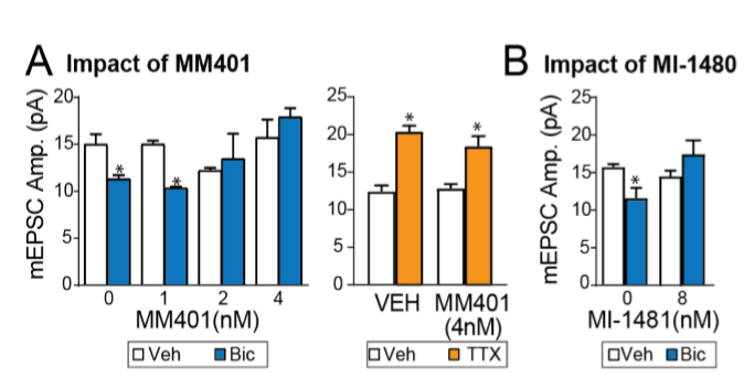 Figure 2: KMT2A/B inhibitors prevent downscaling, but not upscaling. (A) Mean (±SEM) mEPSC amplitude following 24 hr Bic (blue) or 24 hr TTX (orange) in neurons pre-treated with varying concentrations of the KMT2A-specific inhibitor MM401; *P<0.05 vs Veh control, Fisher LSD. (B) Mean (±SEM) mEPSC amplitude following 24 hr Bic in neurons treated with the KMT2A/B inhibitor MI-1481; p<0.05 vs no Bic, Fisher LSD.