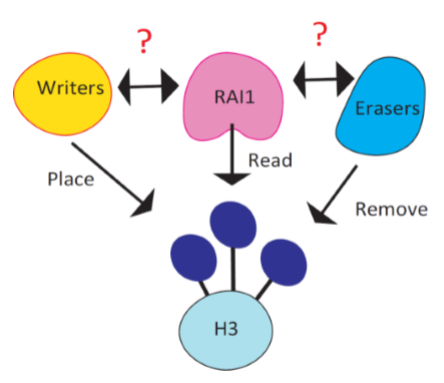 Figure 3: Schema of writers, erasers and Rai1 at Histone 3 lysine 4. Writers place methylation, erasers remove methylation and Rai1 reads the methylation to regulate gene expression.