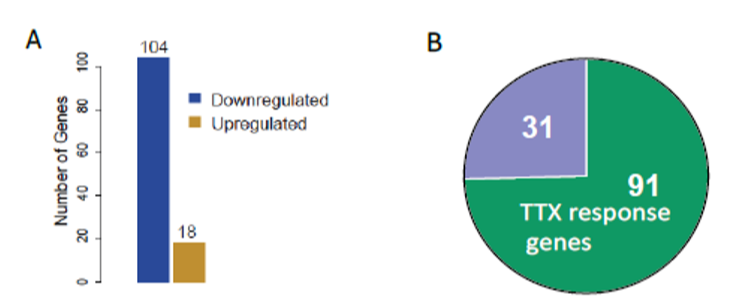 Figure 1: Loss of Rai1 alters the gene expression in baseline. (A) The number of Up- or down-regulated genes upon Rai1 reduction. (B) Majority of misregulated genes are TTX response genes (Genes responsive to reduced activity).