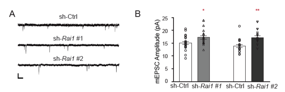 Figure 2: Rai1 reduction increases baseline mEPSC amplitude. (A) Representative mEPSC recordings of sh-Ctrl and sh-Rai1 transfected neurons. (B) Mean (±SEM) mEPSC amplitude of sh-Ctrl and sh-Rai1 transfected neurons. p<0.05 vs no Bic, Fisher LSD.