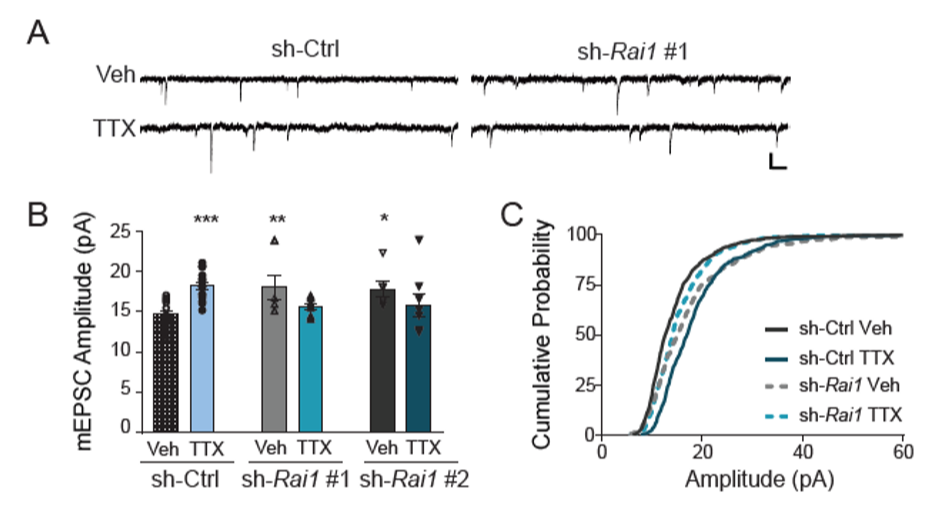 Figure 3: Rai1-KD impairs synaptic upscaling. (A) Representative mEPSC recordings of sh-Ctrl and sh-Rai1 transfected neurons treated with vehicle or TTX for 24h. (B) Mean (±SEM) mEPSC amplitude of sh-Ctrl and sh-Rai1 transfected neurons treated with vehicle or TTX for 24h. p<0.05 vs no Bic, Fisher LSD. (C) mEPSC amplitude cumulative probability distributions.