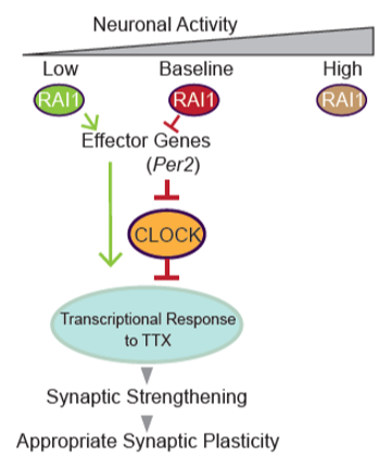 Figure 4: Schema of the revealed and expected roles of Rai1 in gene expression program and synaptic plasticity. Rai1 regulates the gene expression program at baseline and reduced network activity. Rai1 reduction leads to increase in Per2, a sleep-wake cycle related gene, which in turn inhibit Clock. Perhaps the mechanism of the impaired synaptic plasticity.  